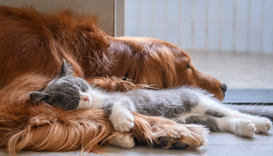 Die 6 schönsten Tierurnen